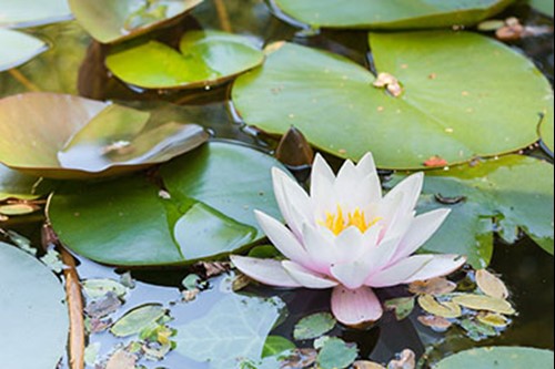 Water Lilies