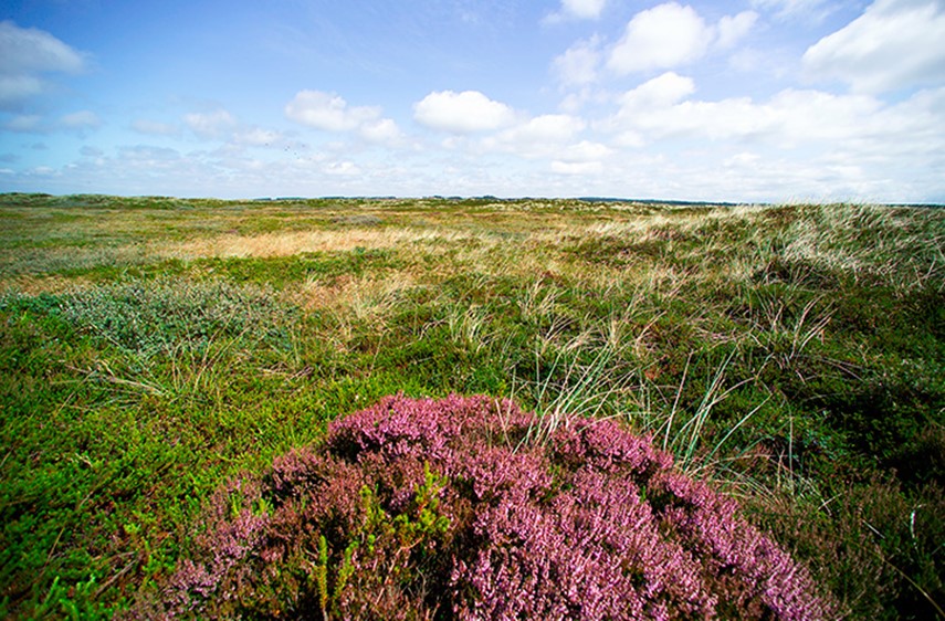 Natur Heden Lyng